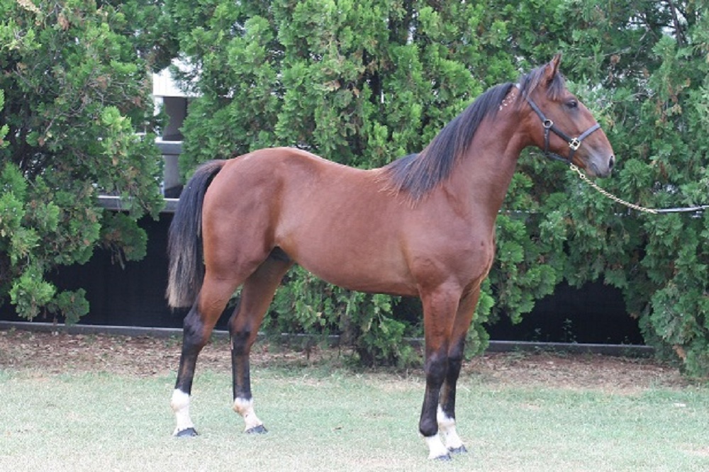 PEGASUS RAINBOW