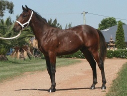 RAINBOW BETTS