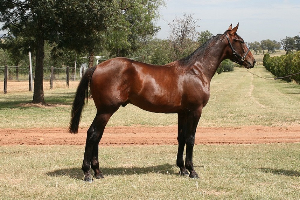 RAINBOW VALIANT